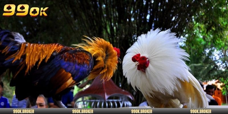 3 đặc điểm xem đấu gà đá tiền lớn nổi bật