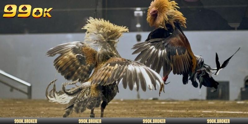 Đá gà Thomo VIP hôm nay nổi bật thu hút hội viên