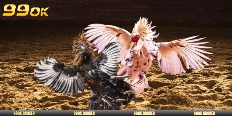 Thông tin xem gà đá tiền lớn chi tiết