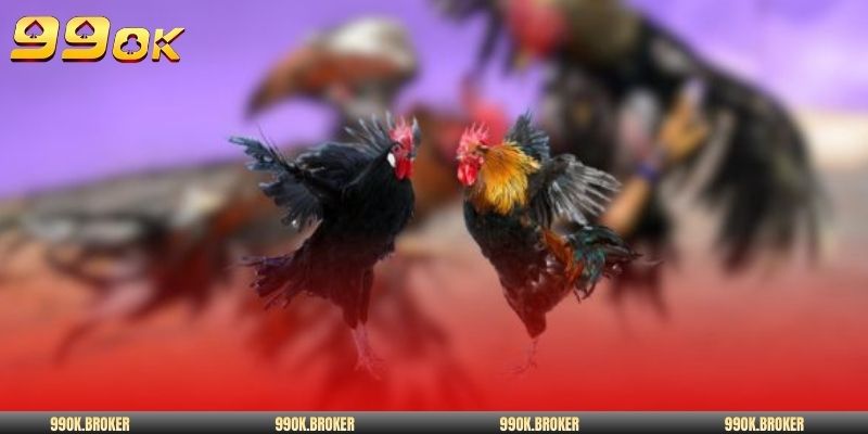 Trực tiếp kịch tính tại đá gà 99OK